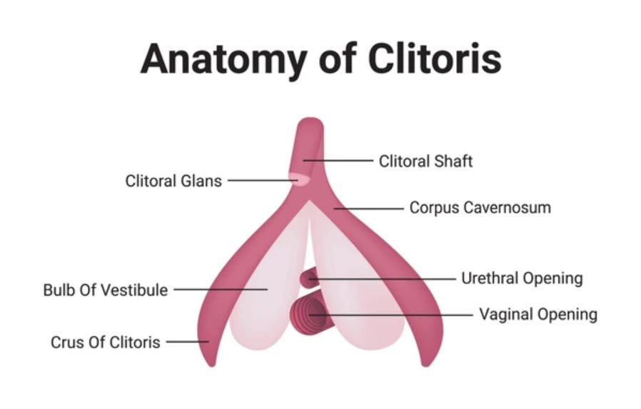 Anatomy Of Clitoris