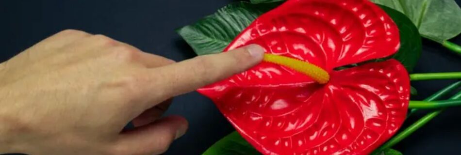 What is he Exactly Clitoris