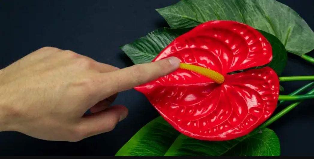 What is he Exactly Clitoris