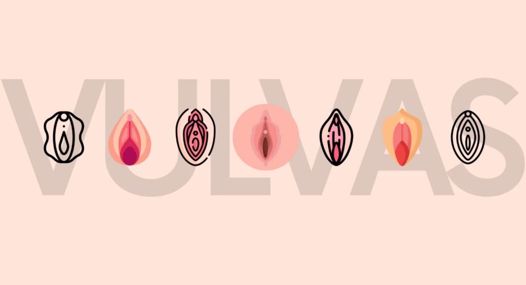 Vagina Shape and Size